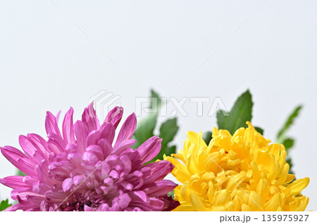 菊の花 告別式イメージ 135975927