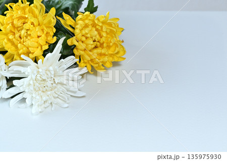 菊の花 告別式イメージ 菊の花 告別式イメージ 135975930