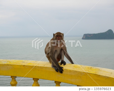 Golden hairy monkey sitting on yellow concrete wall with sea and island in background, Long-tailed or Crab-eating macaque at Khao chong krajok, Prachuap Khiri Khan, Thailand 135976023