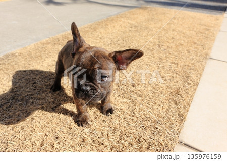 フレンチブルドッグの仔犬 135976159