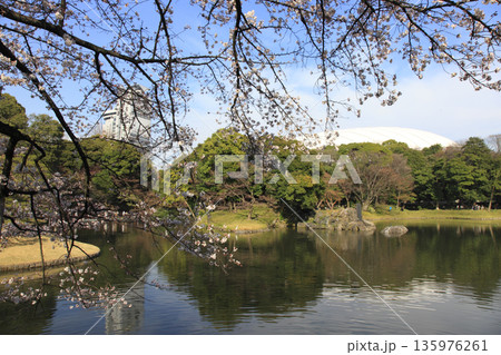 小石川後楽園 桜 東京 小石川後楽園 桜 東京 135976261