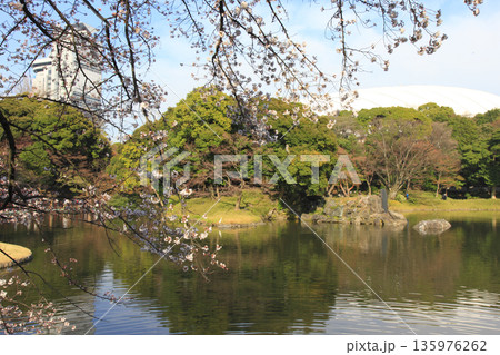 小石川後楽園 桜 東京 小石川後楽園 桜 東京 135976262
