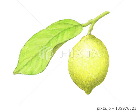 葉のついた未熟レモン　水彩色鉛筆イラスト 135976523
