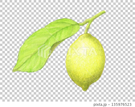 葉のついた未熟レモン　水彩色鉛筆イラスト 135976523