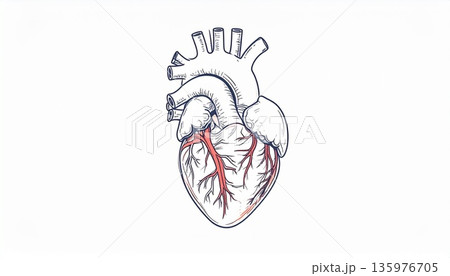 医療説明用 人間の心臓 イラスト 図解 135976705