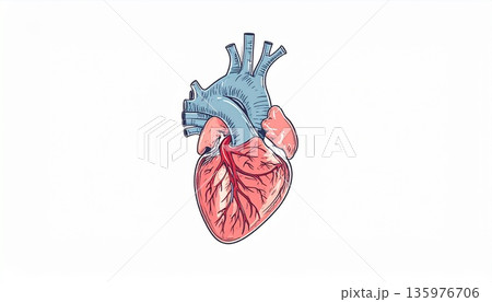 医療説明用 人間の心臓 イラスト 図解 135976706