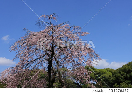 満開の桜 サクラ 開花 春イメージ 満開の桜 サクラ 開花 春イメージ 135976877