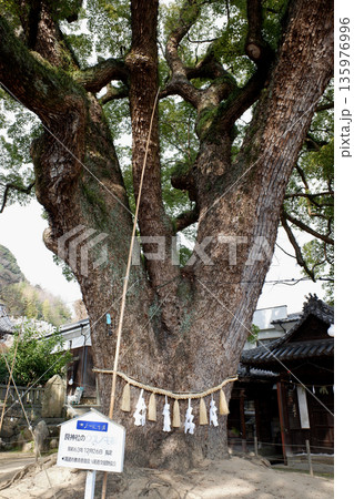 広島県　艮神社のクスノキ 135976996