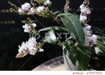 ハーデンベルギアの薄ピンク色の花 135977032