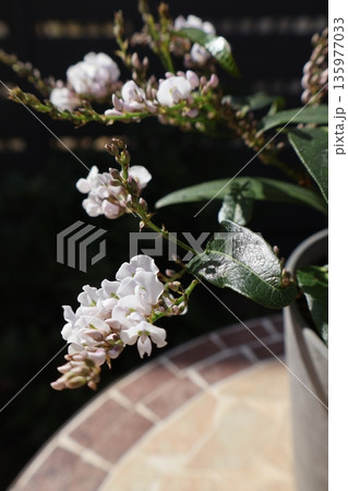 ハーデンベルギアの薄ピンク色の花 ハーデンベルギアの薄ピンク色の花 135977033
