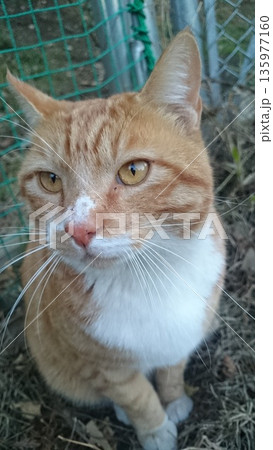 人懐っこい野良猫ちゃん 人懐っこい野良猫ちゃん 135977160