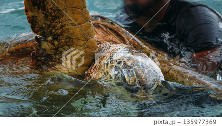Close-Up of a Sea Turtle s Face in Clear Ocean Water Close-Up of a Sea Turtle s Face in Clear Ocean Water 135977369