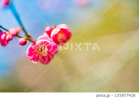紅梅の花 アップ 紅梅の花 アップ 135977426