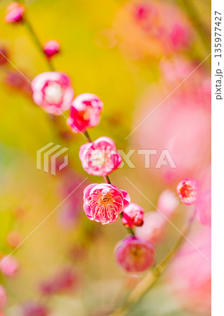 紅梅の花　アップ 135977427