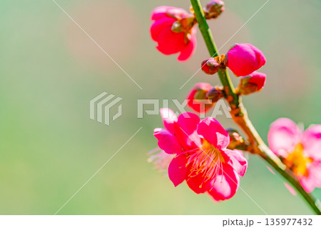 紅梅の花 アップ 紅梅の花 アップ 135977432