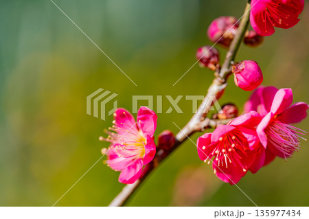 紅梅の花　アップ 135977434