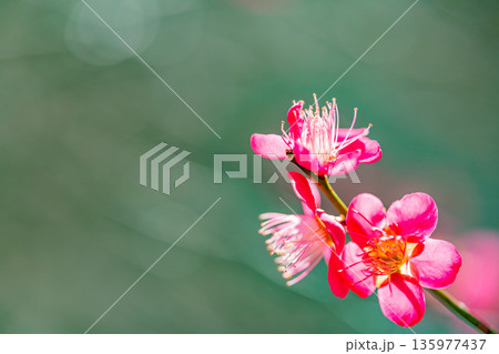 紅梅の花 アップ 紅梅の花 アップ 135977437