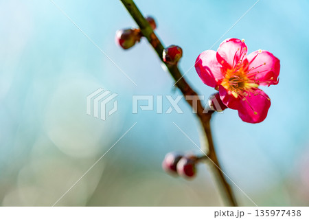 紅梅の花 アップ 紅梅の花 アップ 135977438