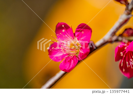 紅梅の花 アップ 紅梅の花 アップ 135977441