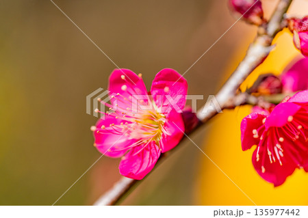 紅梅の花　アップ 135977442