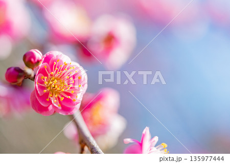 紅梅の花　アップ 135977444