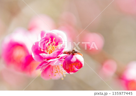 紅梅の花　アップ 135977445
