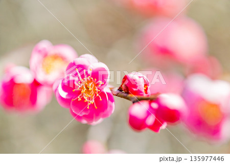 紅梅の花 アップ 紅梅の花 アップ 135977446