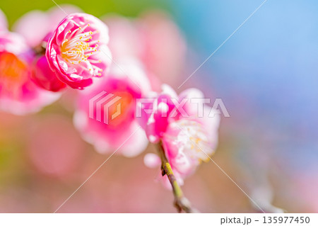 紅梅の花　アップ 135977450