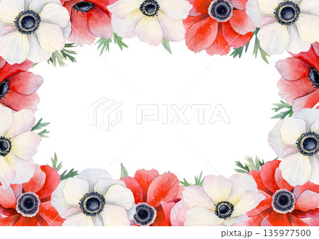 Romantic red and white anemone poppies horizontal frame template with copy space for floral greeting cards. Spring blooming flowers watercolor clip art for Valentine's and Mother's Day A5 designs Romantic red and white anemone poppies horizontal frame template with copy space for floral greeting cards. Spring blooming flowers watercolor clip art for Valentine's and Mother's Day A5 designs 135977500