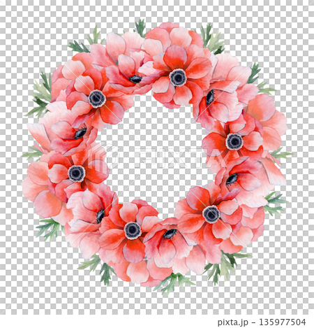 Lush red poppies round wreath with green leaves watercolor illustration isolated on white. Sticker template with copy space for spring floral designs. Botanical drawing with field anemones flowers 135977504