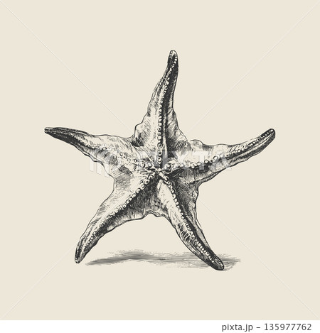 Vintage Starfish Engraving Vector Illustration in Antique Nautical Style Vintage Starfish Engraving Vector Illustration in Antique Nautical Style 135977762