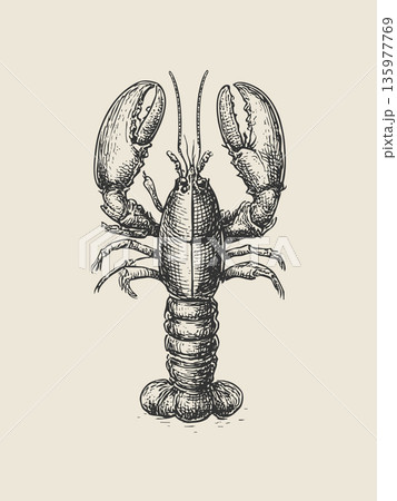 Vintage Lobster Vector Illustration in Engraving Antique Nautical Style Vintage Lobster Vector Illustration in Engraving Antique Nautical Style 135977769