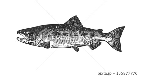 Vintage salmon fish linocut vector illustration in classic food style Vintage salmon fish linocut vector illustration in classic food style 135977770