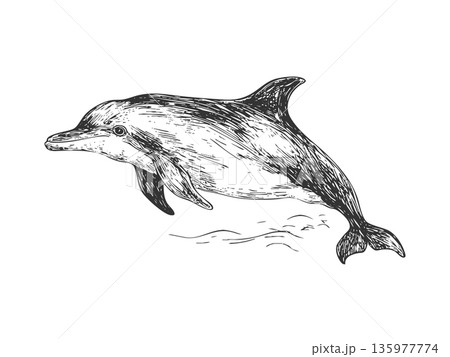 Vintage dolphin engraving vector illustration in classic nautical style Vintage dolphin engraving vector illustration in classic nautical style 135977774