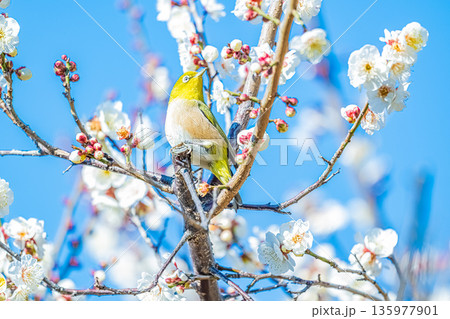 梅の木に止まるメジロ 135977901