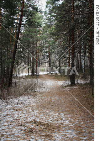 Path in a snowy pine forest. Winter landscape with evergreen trees and light flurries, natural beauty and cold weather concept. Path in a snowy pine forest. Winter landscape with evergreen trees and light flurries, natural beauty and cold weather concept. 135978703