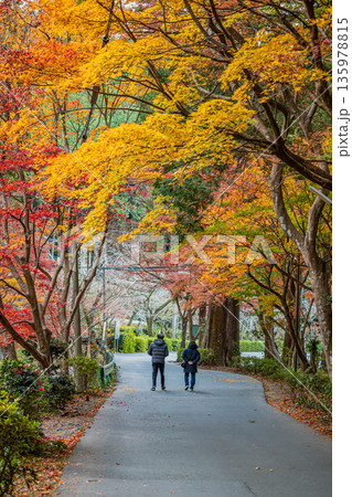 森町の遠江国一宮小國神社の紅葉の風景(静岡県) 135978815