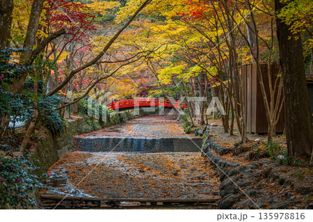 森町の遠江国一宮小國神社の紅葉の風景(静岡県) 135978816