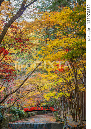 森町の遠江国一宮小國神社の紅葉の風景(静岡県) 135978839