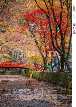 森町の遠江国一宮小國神社の紅葉の風景(静岡県) 135978840