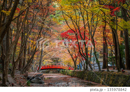 森町の遠江国一宮小國神社の紅葉の風景(静岡県) 135978842