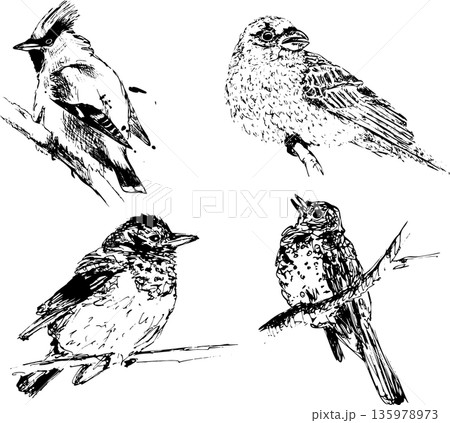 Set of birds silhouettes 135978973