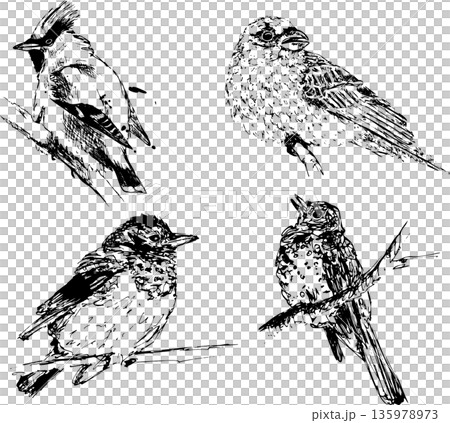 Set of birds silhouettes 135978973