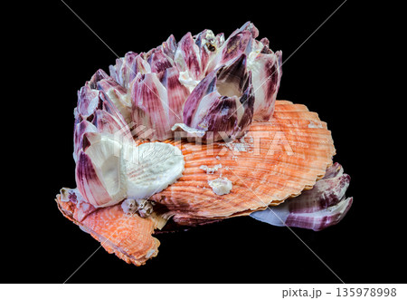 Purple Acorn Barnacles Growing On Orange Scallop Shell Isolated 135978998