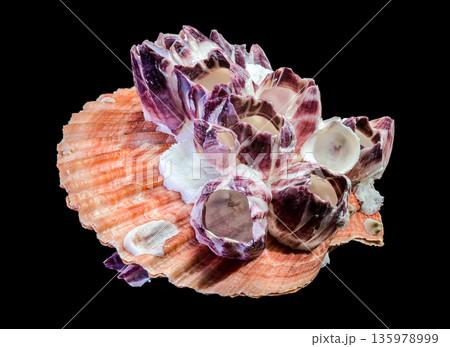 Purple Acorn Barnacles Growing On Orange Scallop Shell Isolated Purple Acorn Barnacles Growing On Orange Scallop Shell Isolated 135978999