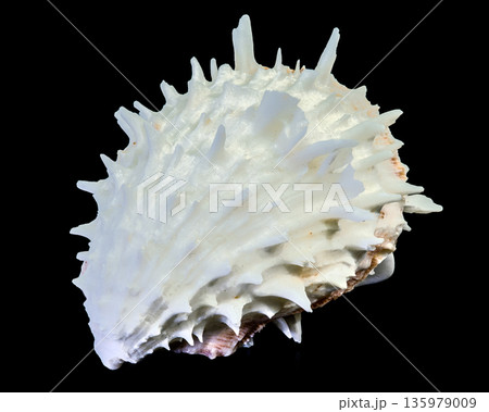 White Spiny Thorny Oyster Shell Isolated On Black Background 135979009