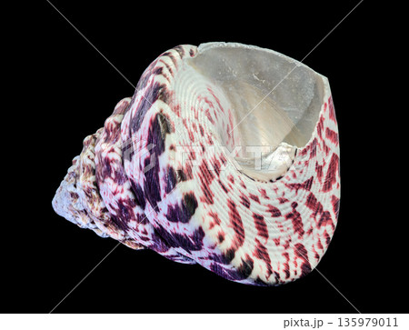 Beautiful Maculated Top Shell Seashell Isolated on Pure Black Background Beautiful Maculated Top Shell Seashell Isolated on Pure Black Background 135979011