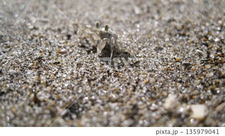 白い砂浜の小さなカニ 白い砂浜の小さなカニ 135979041