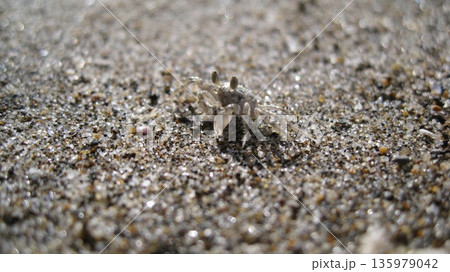白い砂浜の小さなカニ 白い砂浜の小さなカニ 135979042