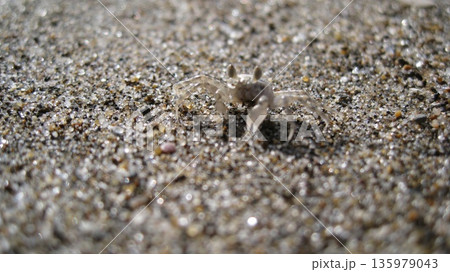 白い砂浜の小さなカニ 135979043